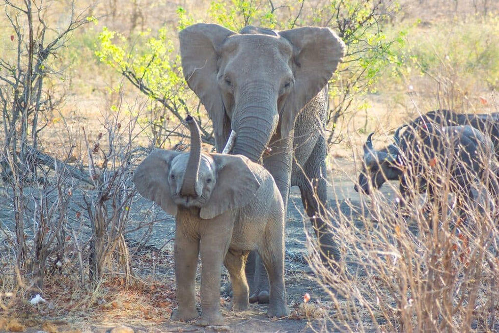 Afrikanischer Elefant mit Kalb (Foto: C. Brück)