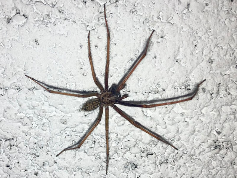 Große Winkelspinne (Foto: C. Farquet)