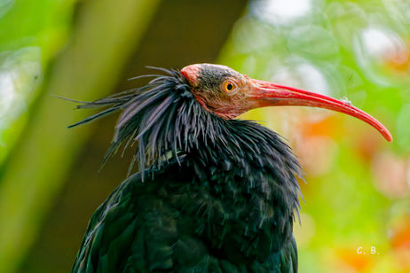 Waldrapp, Geronticus eremita, Northern bald ibis
