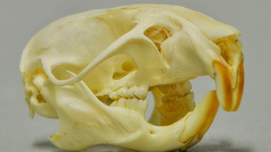 Typisches Nagetiergebiss einer Wanderratte (Rattus norvegicus) (Foto: K. Rassinger)