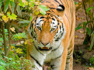 Sibirischer Tiger, Panthera tigris altaica, Siberian tiger