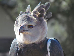 Der wohl stärkste Greifvogel der Welt