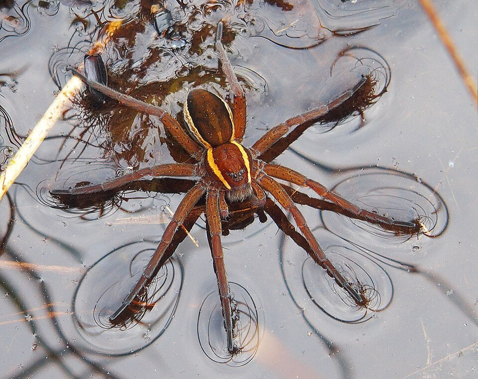 Gerandete Jagdspinne (Foto: Ocrdu)