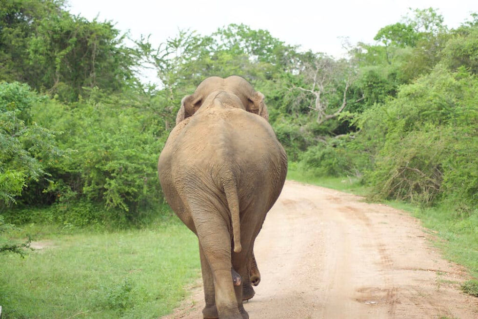 Asiatischer Elefant (Foto: C. Brück)