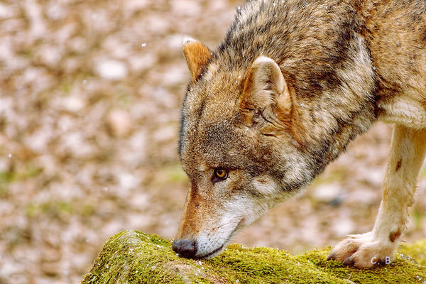 Eurasischer Wolf, Eurasian wolf, Canis lupus lupus