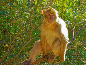 Wilde Affen in Europa?