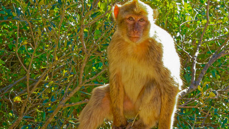 Wilde Affen in Europa?