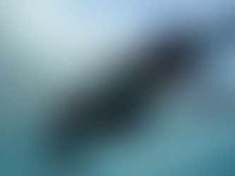 Auch Wale kommen in die Wechseljahre