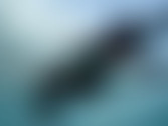 Auch Wale kommen in die Wechseljahre