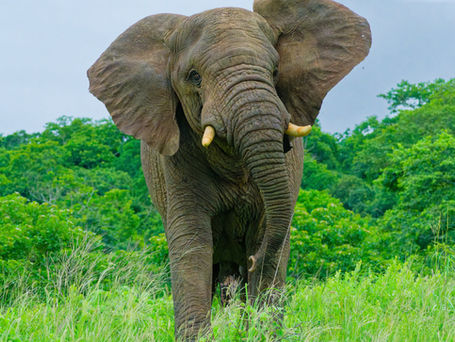  Afrikanischer Elefant, African savanna elephant, Loxodonta africana