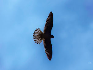Wie hoch fliegen Vögel?