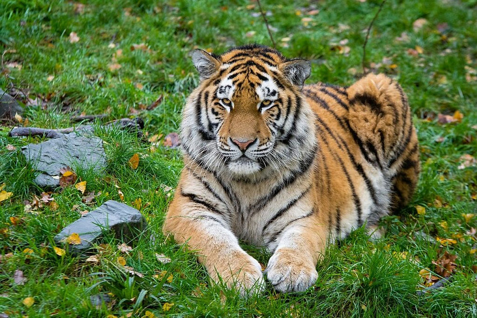 Sibirischer Tiger (Foto: M. Appel)