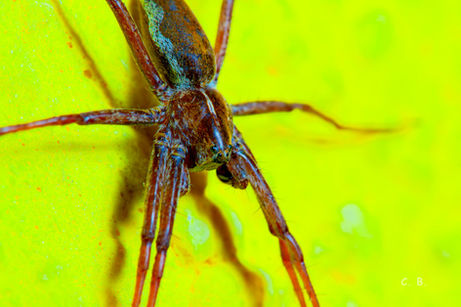 Listspinne, Pisaura mirabilis, Nursery Web Spider