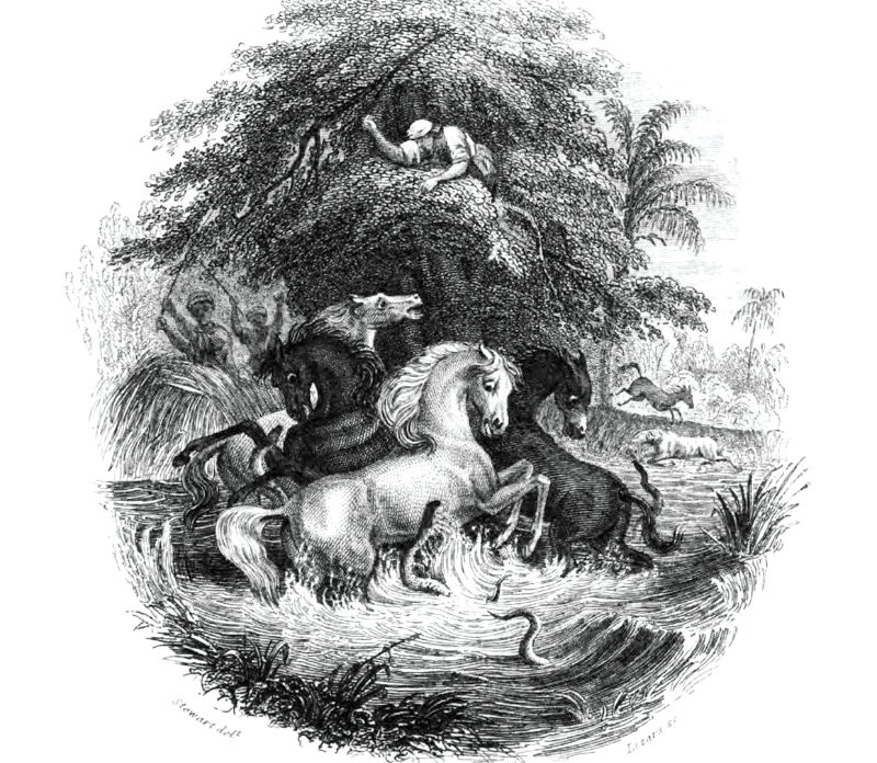 Zitteraale attackieren Pferde (Zeichnung: A. von Humboldt, J. H. Stewart, W. H. Lizars)