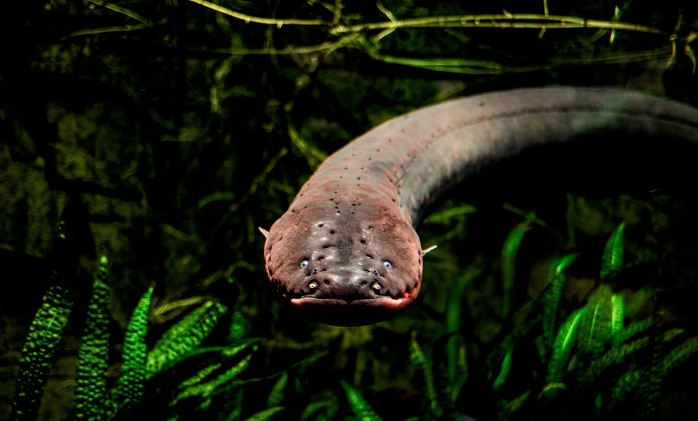 Der Zitteraal – ein "spannender" Fisch