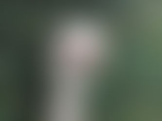 Der schnellste Vogel der Welt hat nur zwei Zehen