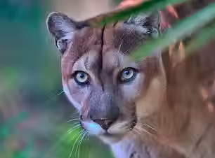 panther.avif