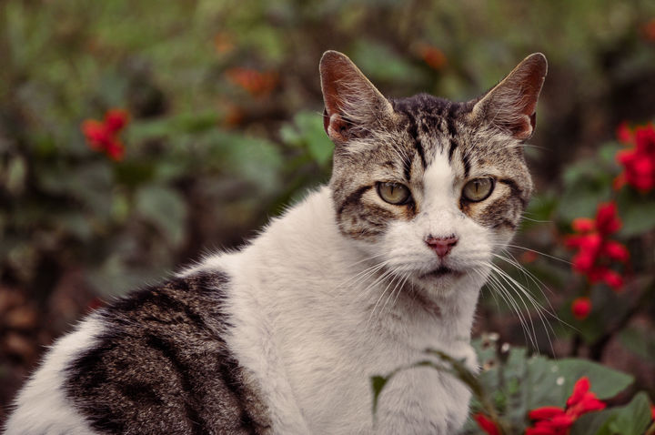 cat among flowers