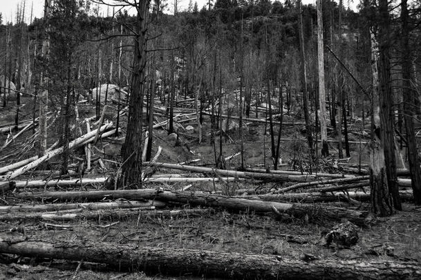 Yosemite forest