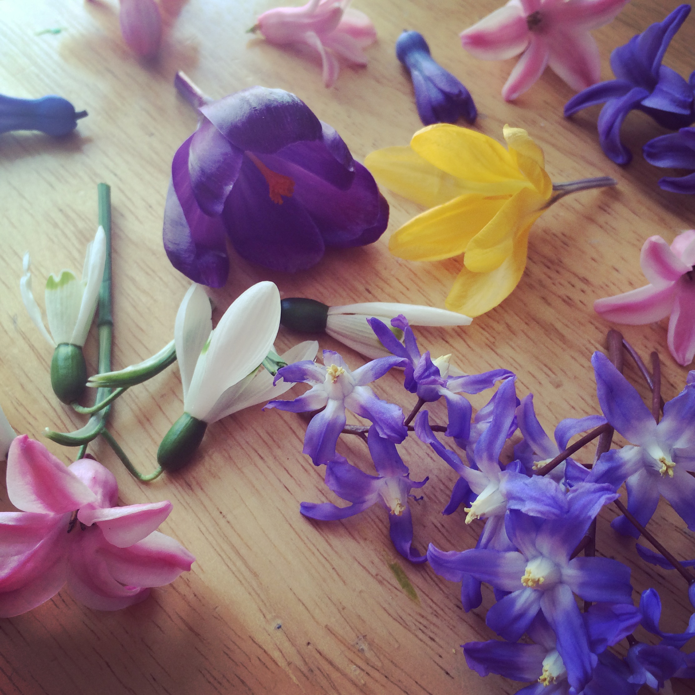 Spring Flowers
