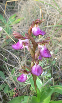 Orquidea collina