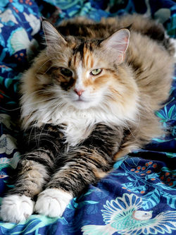 Misse Dior du Comte de Grimm