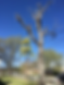 cottonwood