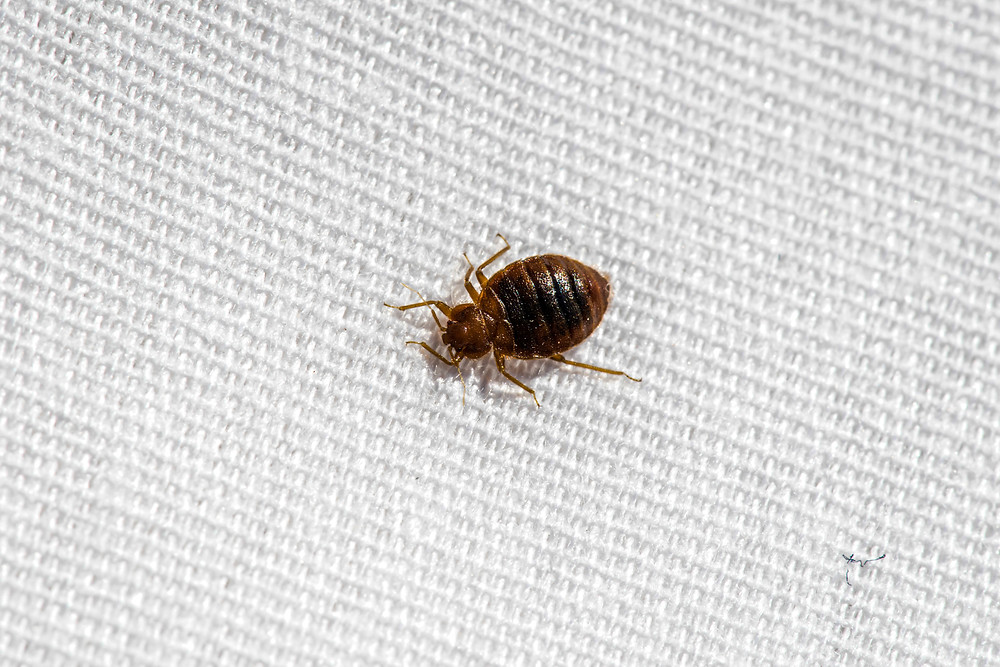 How to Tell if there are Bed Bugs in Your Hotel Room