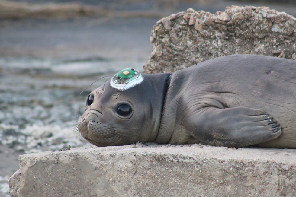 Filhote de elefante-marinho na costa uruguaia - Julia Nocchi -Karumbé