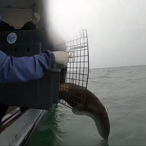 Lobo-marinho-sul-americano reabilitado retorna ao oceano com monitoramento por satélite no litoral do Paraná