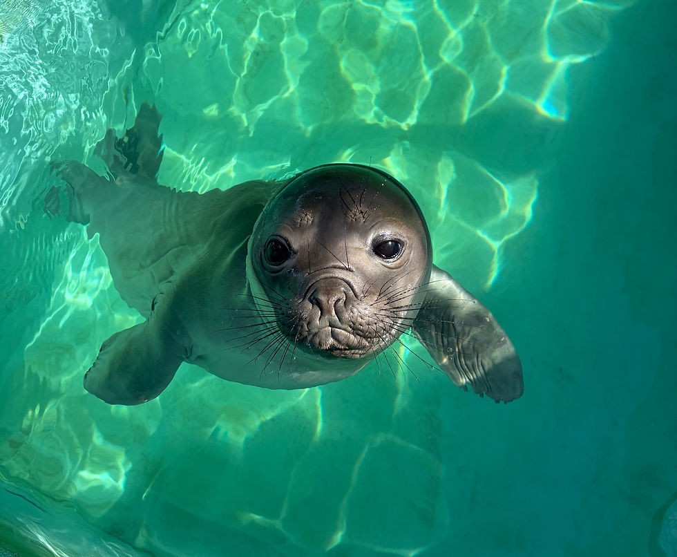 Caso inédito: filhote de elefante-marinho-do-sul é registrado e segue em reabilitação no Paraná