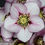 Thumbnail: Three Hellebores - French Kiss, Irish Luck, Rio Carnaval