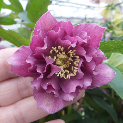 helleborus maid of honor #2.jpg