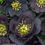 Thumbnail: Three Hellebores - Dark and Handsome, Father of the Bride and First Dance