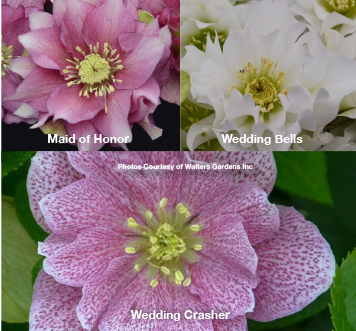 Three Hellebores - Maid of Honor, Wedding Bells, Wedding Crasher