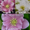 Thumbnail: Three Hellebores - Maid of Honor, Wedding Bells, Wedding Crasher