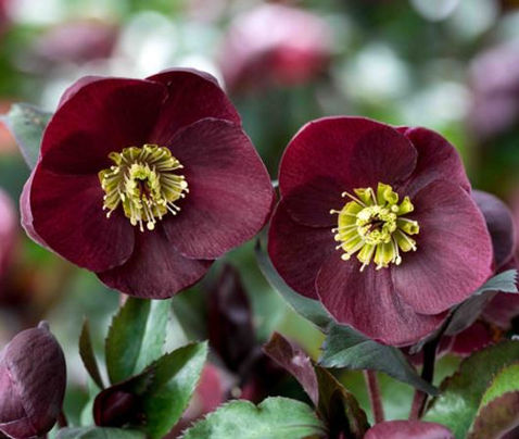 helleborus icen barolo.jpg