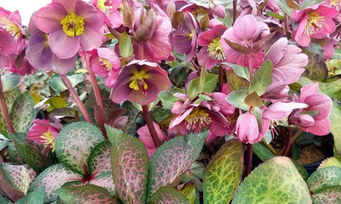 helleborus pippa's purple 1.jpg
