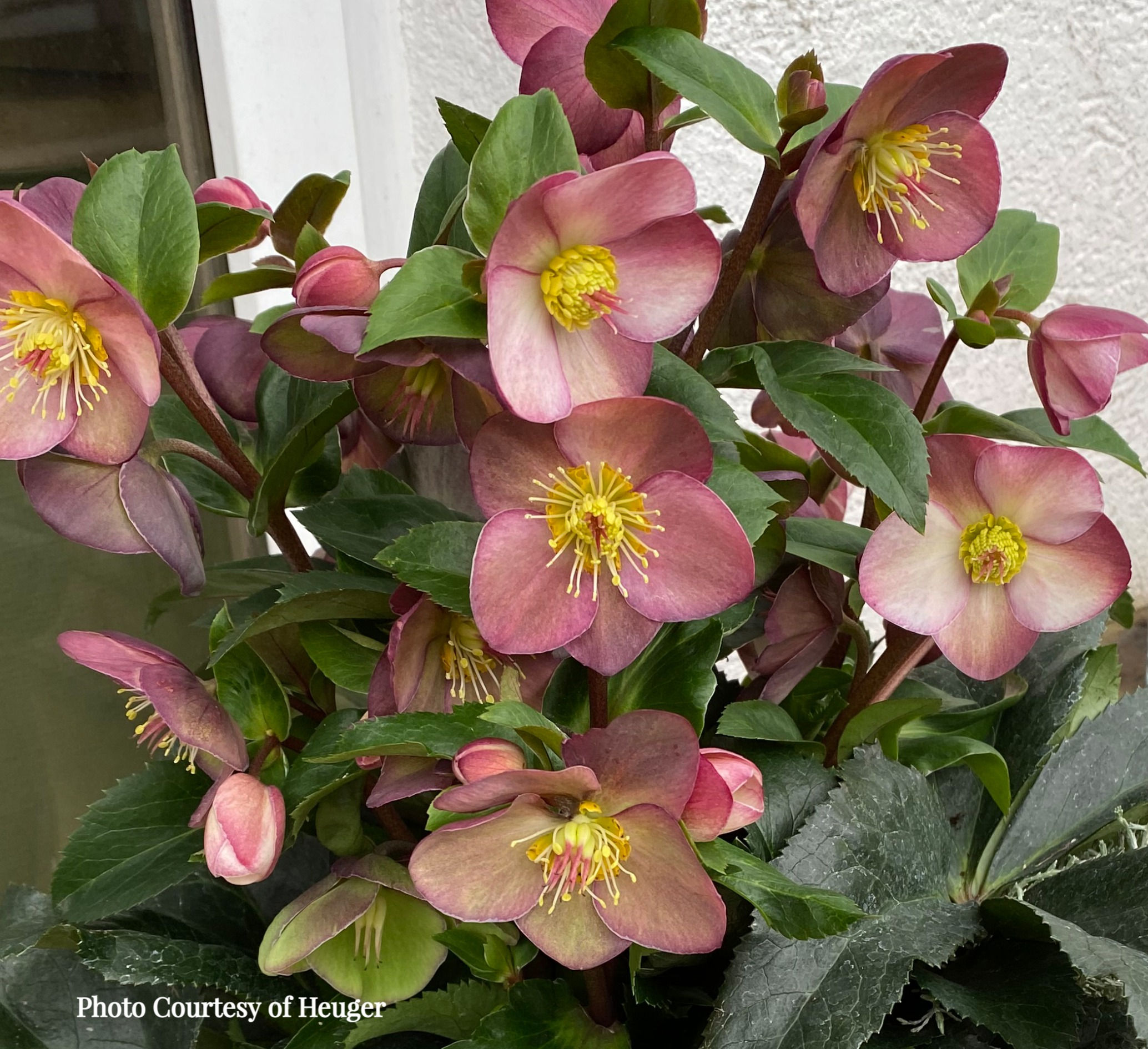 Helleborus 'EARLY ROSE' - HGC® ICE N' ROSES® Series, winter blooming