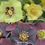 Thumbnail: Three Hellebores - Irish Luck, California Dreaming, and Rome in Red