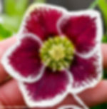 Helleborus 'ROMANTIC GETAWAY' - Honeymoon® Series, Spring Blooming