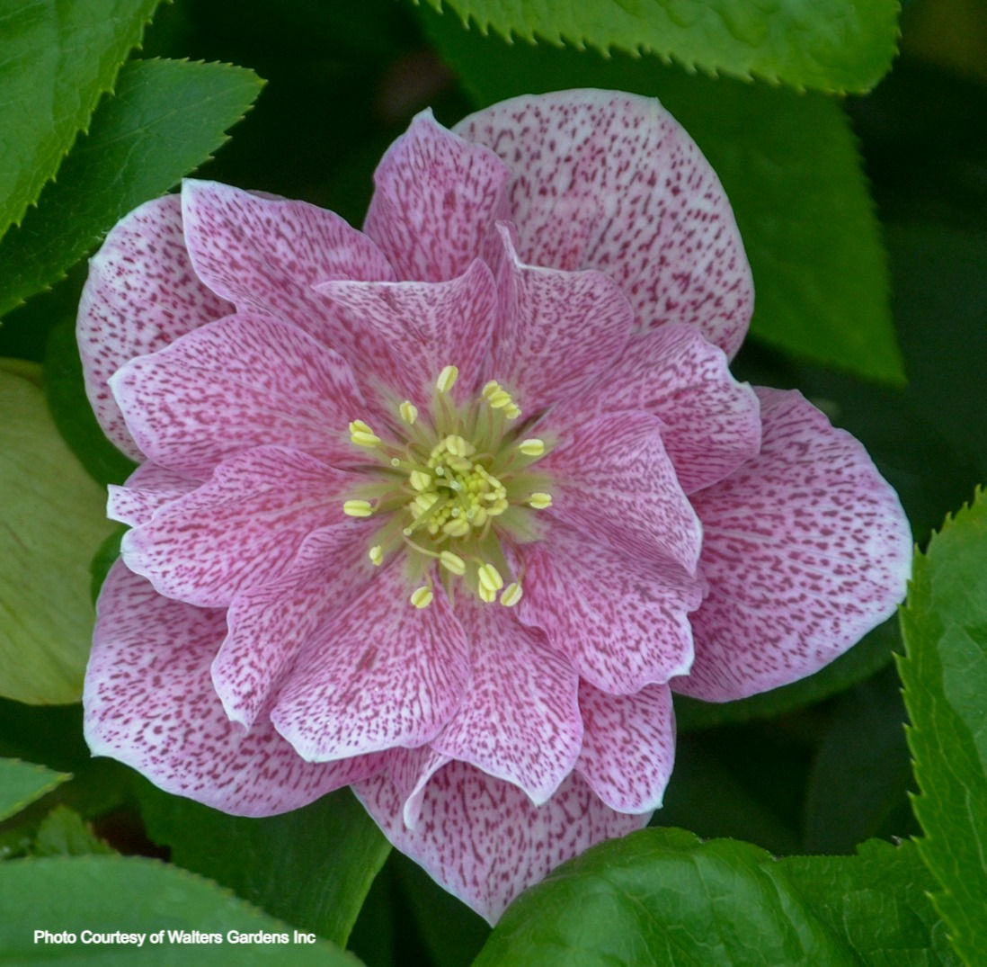 Helleborus 'WEDDING CRASHER' - Wedding Party® Series, Spring Blooming