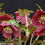 Thumbnail: Helleborus 'RUBY WINE' from the Winter Jewels® series, Spring Blooming