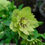 Thumbnail: Helleborus 'JADE TIGER' from the Winter Jewels® series, Spring Blooming