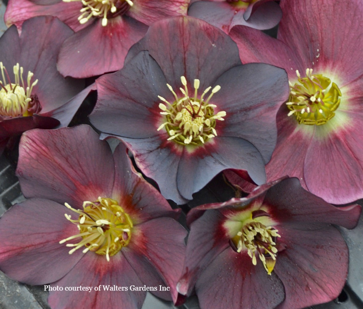 Helleborus 'ROME IN RED' - Honeymoon® Series, Spring Blooming