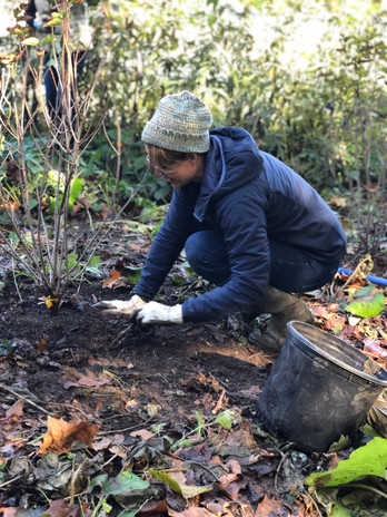 Bog garden 10_19