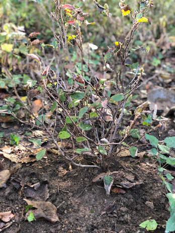 Bog garden 10_19