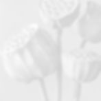yuvalna_Create_a_serene_and_artistic_scene_featuring_lotus_seed_15c35b46-ff8b-4de6-bdd9-3d