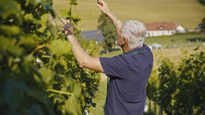 VABILO: TEČAJ OBREZOVANJA TRTE IN SADNEGA DREVJA