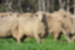 Borambil Ewes